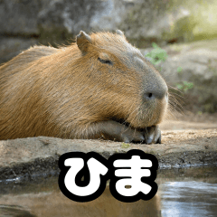 capybara everyday