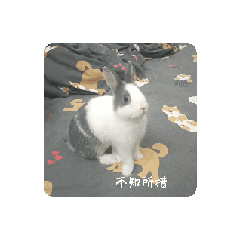 會動的墨墨兔