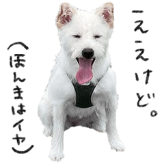 Maitake - mutt : Shiba Inu & Toy Poodle