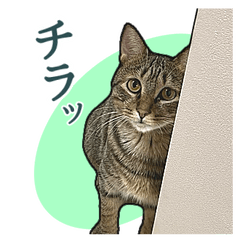 譲渡型保護猫Cafe あおねこ