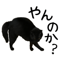 黒猫のジジさん（日常編）