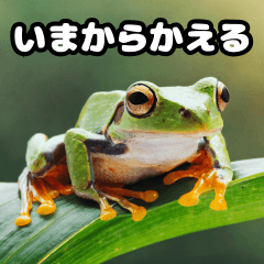 Frog everyday kaeru