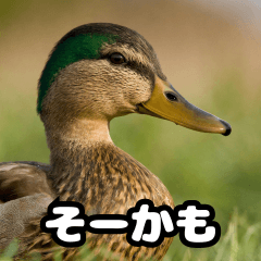 Duck everyday kamo