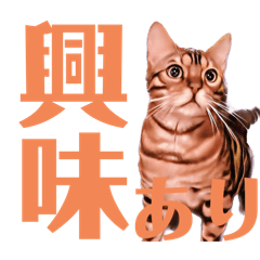 chan rin_20240411222445