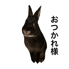 Rabbit_20240412080406
