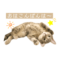 Mia_American shorthair cat _vol.1