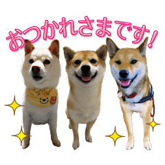 Three Shiba Inu's Sticker 3