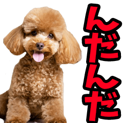 Real dog from Yamagata