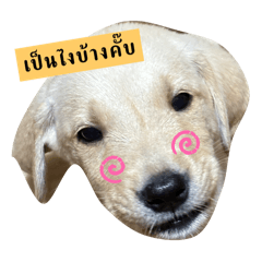 Sticker dog_20240412194712