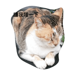 阿喵阿喵日常