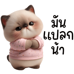 Chubby Thai Cat so cute