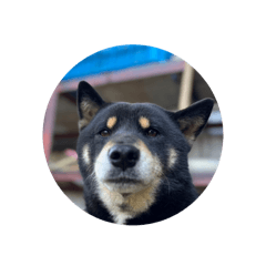 大小黃與可愛黑