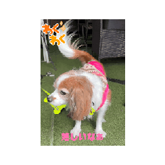 SmileSupli_20240415010222
