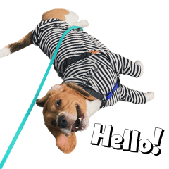 Didi the beagle Daily Mood 2