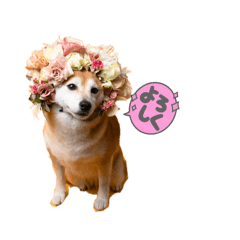 SAKURA_20240414000838