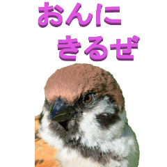 edokko from Sparrow-BIG