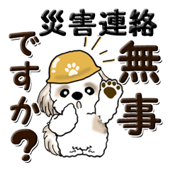 Shih Tzu dog (Disaster notification)
