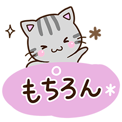 American shorthair cat 53