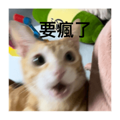 普通的貓咪是貢丸