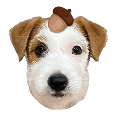 Jack Russell Terrier daily greetings