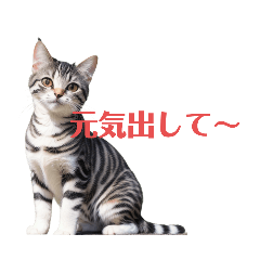 american shorthair.