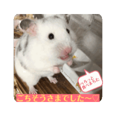 Dalmatian hamster Kuku-chan 2