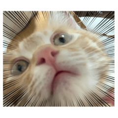 Hogonyako_20240415025122