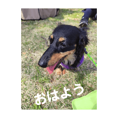 kuma_2024041516042