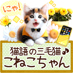 にゃ!猫語の三毛猫こねこちゃん