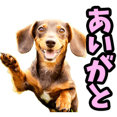 Real dogs from Kagoshima