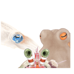 squid octopus hermit crab good friends