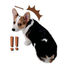 Foxy Corgi 3