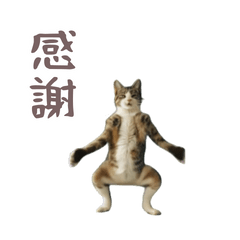 moving cat dance meme7