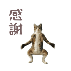 moving cat dance meme7