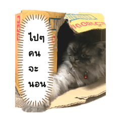 Moo_20240416171348
