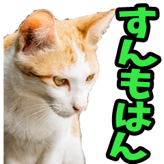 Real cat from Kagoshima