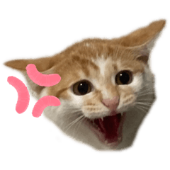 nekonomama_20240416155141