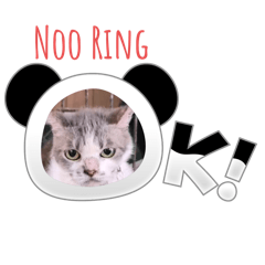 Noo Ring the Angry Cat