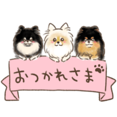 Pomeranian Poco, Moon and Ichigo