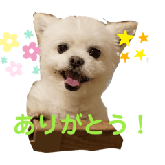 koharuru_20240416180154