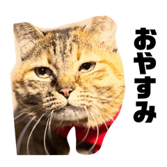 shiraishi3_20240416213908