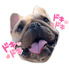 Frenchbulldog mugi