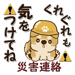 Shiba-inu (Disaster notification)