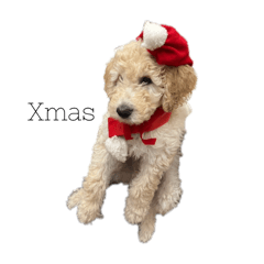 sakura_20240417120659