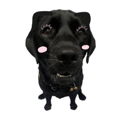 lyla loves u – LINE stickers | LINE STORE