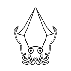Assorted squid