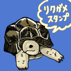 Young tortoise stickers