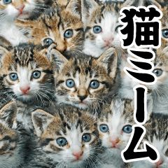 AI cat meme @ super useful stickers 2