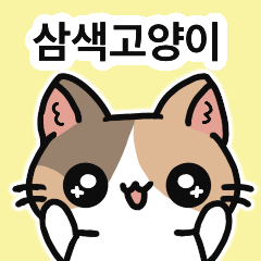 Dilute calico cat Korean