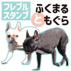 French Bulldog Fukumaru to Mogura